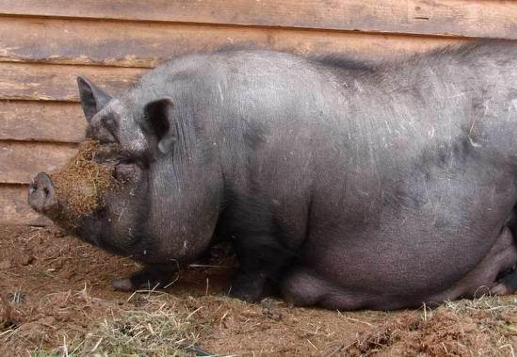 Разведение вьетнамских вислобрюхих свиней в домашних условиях