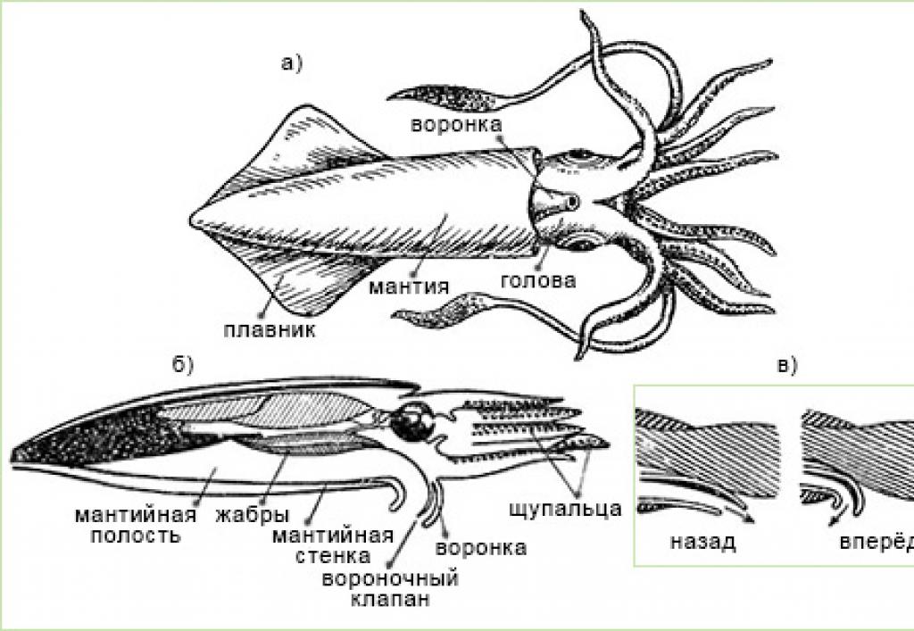 Каракатица имеет мантийную полость